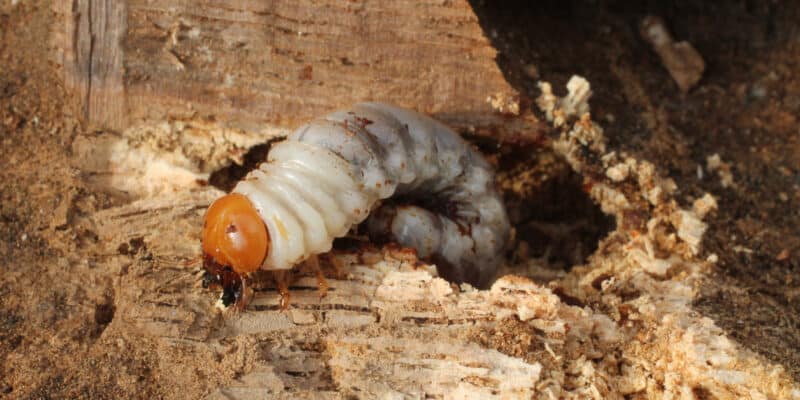 Insecte larve capricorne sur bois de chêne