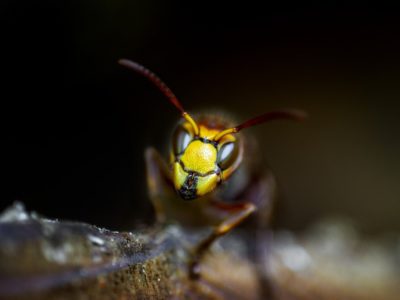 abeille en gros plan sur une branche