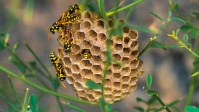 Saison des guêpes et frelons