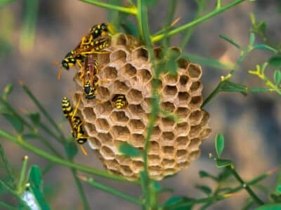 Saison des guêpes et frelons