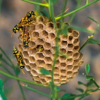 Saison des guêpes et frelons