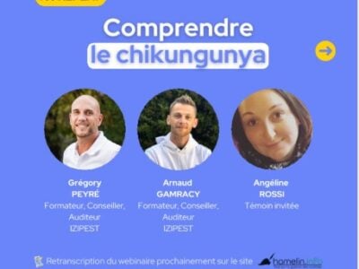 Moustique tigre et chikungunya