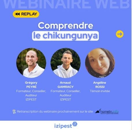 Moustique tigre et chikungunya