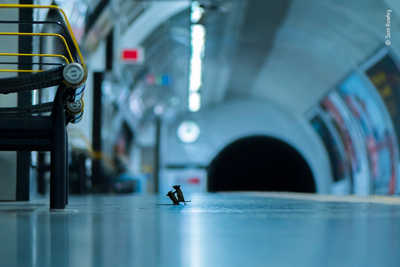 Deux souris se disputent sur le quai d’un métro